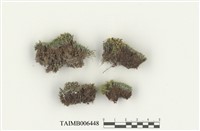 藏品(牛毛苔科)的圖片